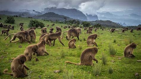 Semien Mountains - WOW ETHIOPIA Tours, Travel & Car Rental