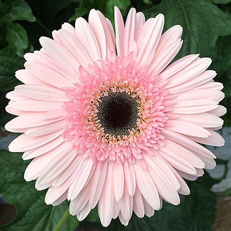 US$ 0.98 - PINK Series Gerbera Daisy Seeds 20+ Perennial Gerbera ...