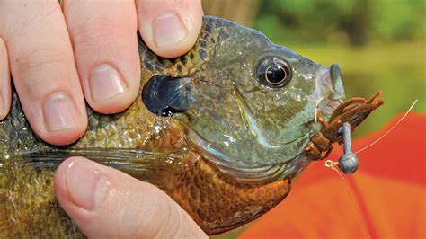 Best Time Of Day To Fish For Bream - Unique Fish Photo