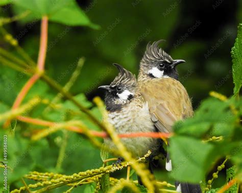 A close up shot of yellow vented bulbul couple. The yellow-vented ...