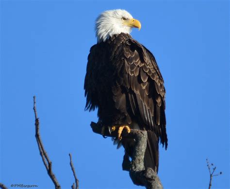 Bald eagles thriving throughout pennsylvania – Artofit