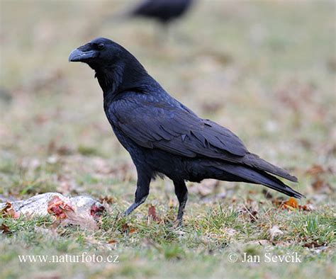 Common Raven Photos, Common Raven Images, Nature Wildlife Pictures ...