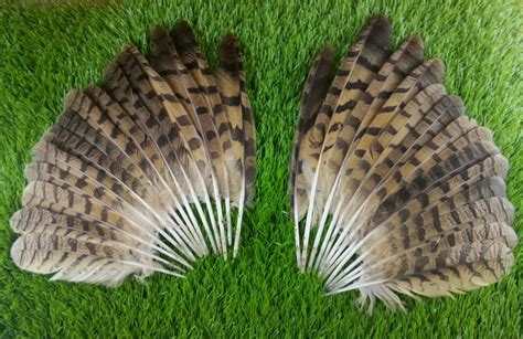 New! Free shipping sell 10 pcs natural quality owl feathers, 12 14 inches / 30 35 cm, DIY ...