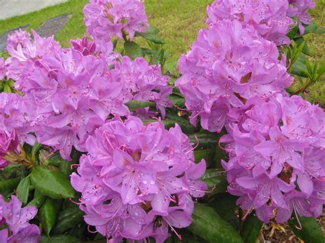 Beautiful Washington State: Rhododendron: The Official Flower of Washington State