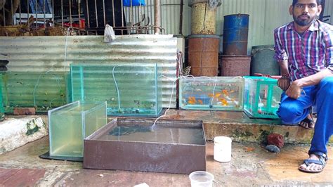 Aquarium Fish Farming || fish farm || fish farming in backyard - YouTube