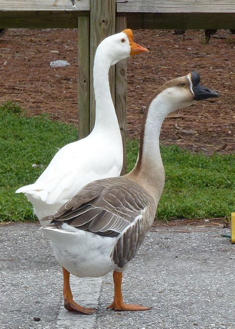 Chinese Geese Photograph by Peter Canavan - Pixels