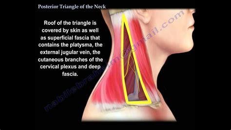 Posterior Triangle Of The Neck - Everything You Need To Know - Dr ...