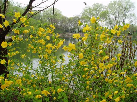 Rotary Botanical Gardens - Hort Blog: Kerrias For Killer Spring Color