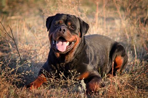 20 Most Aggressive Dog Breeds on the Planet (Based on Studies)