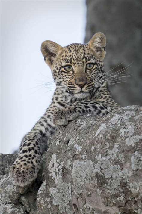 Tanzania | Baby Leopard