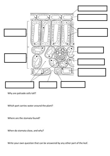 Leaf Structure Worksheet | Teaching Resources