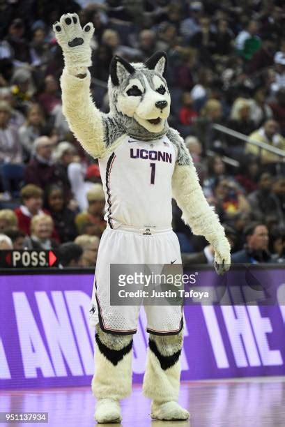 497 Connecticut Huskies Mascot Stock Photos, High-Res Pictures, and ...