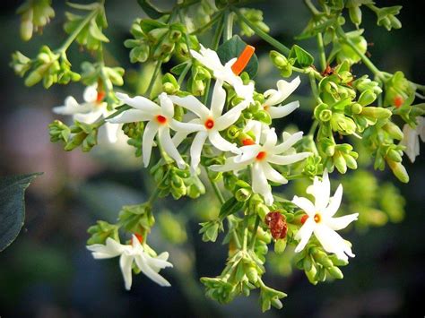 Nelesa Gardening Live Coral Jasmine Plant Night Flowering Parijat Plant | Jasmine plant, Flower ...