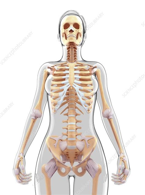 Female skeletal system, artwork - Stock Image - F010/3855 - Science Photo Library