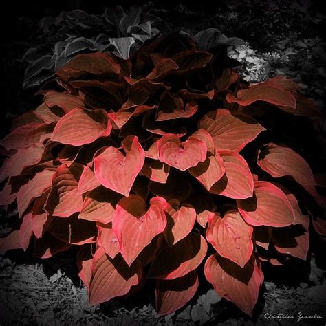 Red Hostas (With images) | Hosta plants