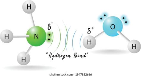 Hydrogen Bond