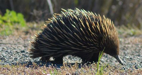 Coorong National Park Wildlife South Australia