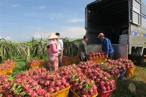 Tuy có nguồn gốc Nam Mỹ, nhưng một loại trái cây đang trở thành mặt ...