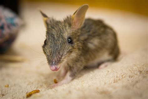 Bringing the Eastern Barred Bandicoot Back from the Brink — Reverse the Red