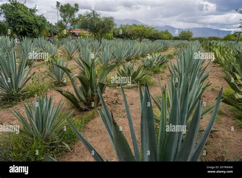 An agave plantation for the Mezcal production in the Valley of Oaxaca near Teotitlan del Valle ...