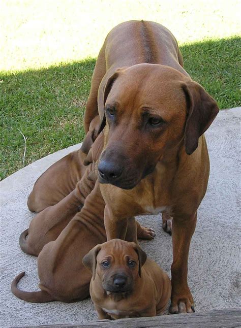 Rhodesian Ridgeback - Dogs breeds | Pets