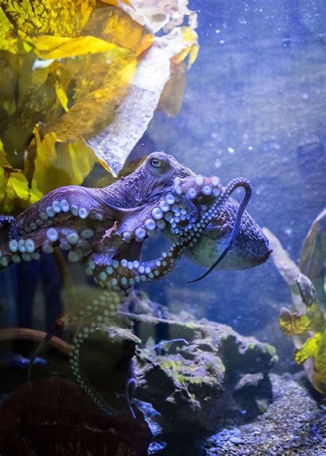 Daring Octopus Escapes Aquarium to Go Straight Back to the Ocean