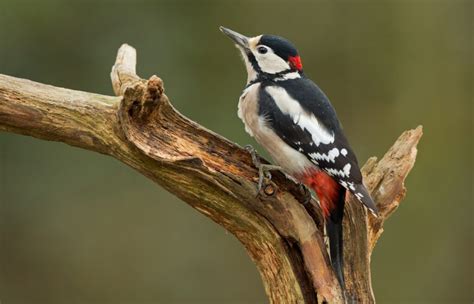 Woodpeckers in Pennsylvania: The 8 Species You May Come Across