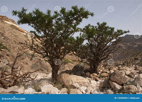 Frankincense Tree Stock Images - Image: 13948994