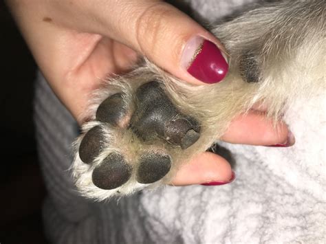 [Help] My dog's paw pad is peeling : dogs