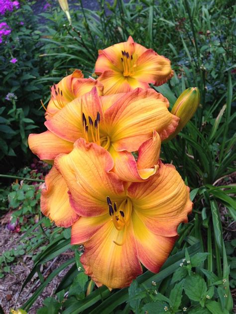Daylilies: Plant Care and Collection of Varieties - Garden.org