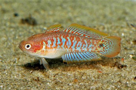 a red and blue fish sitting on top of sand