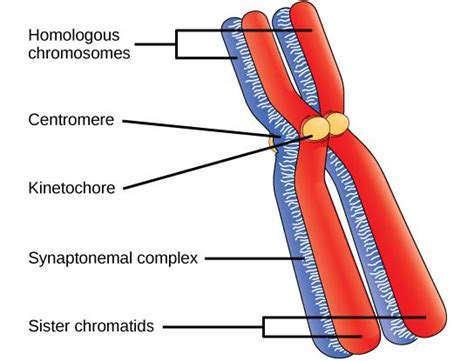 11.1 The Process of Meiosis | Texas Gateway