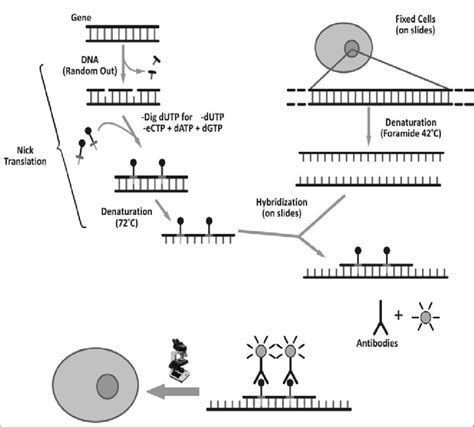 1 The molecular mechanism of hybridization and detection by in situ... | Download Scientific Diagram