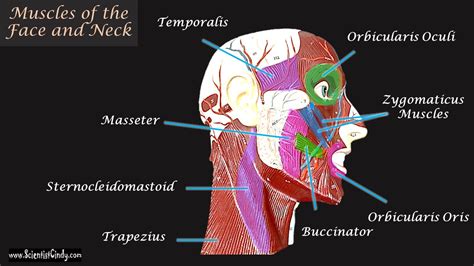 The Muscles of the Head, Trunk and Shoulders - SCIENTIST CINDY