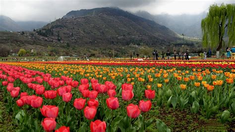 Indira Gandhi Tulip Garden Srinagar | Fasci Garden