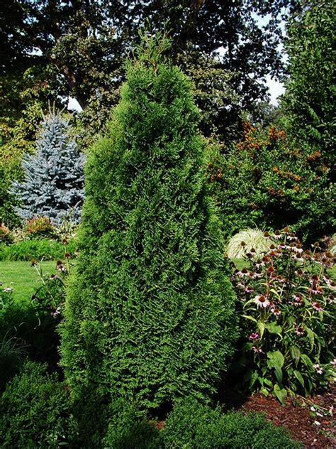 holmstrup-arborvitae-1 | Arborvitae, Trees to plant, Evergreen plants