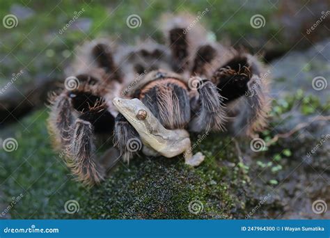 A Tarantula is Eating a Lizard. Stock Photo - Image of huge, game: 247964300