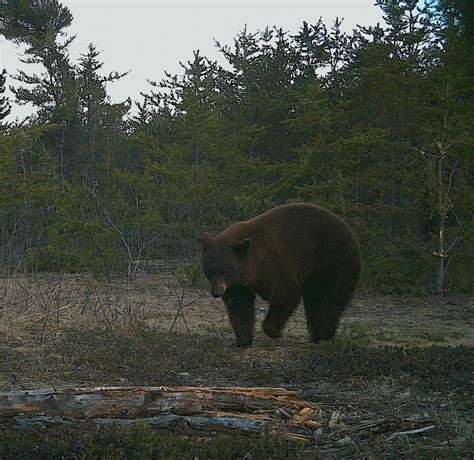 black bear hunting season 2019 - Western Trophy Outfitters & Great Grey ...