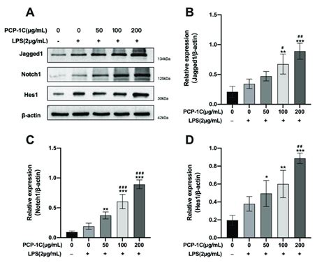 Detection of the surface markers on macrophages by flow cytometry ...