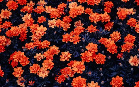 Orange Flowers Wallpapers | HD Wallpapers | ID #27029