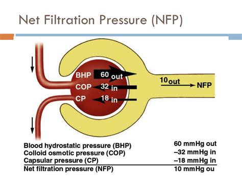 PPT - Renal functions & GFR PowerPoint Presentation, free download - ID:6064823