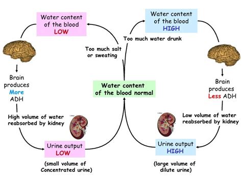 C) Water And Waste