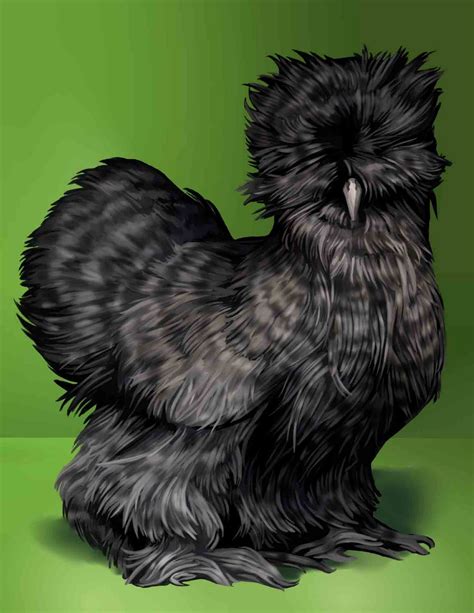 Amber Waves Bearded Bantam Silkies: Cuckoo Silkies - We have two ... | Silkie chickens ...