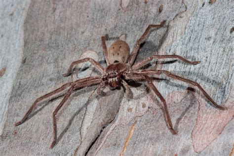 Hundreds of Huntsman Spiders Hatch in 'Skin-Crawling' Viral Video