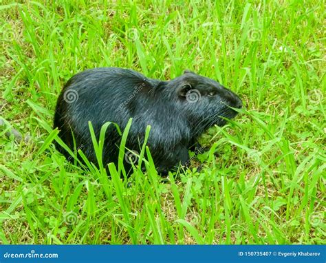 A Single Black Beaver Sitting on the Green Grass. Stock Image - Image ...