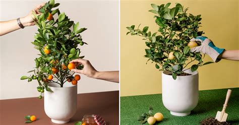 Get Mini Citrus Trees Delivered to Your Doorstep | POPSUGAR Home