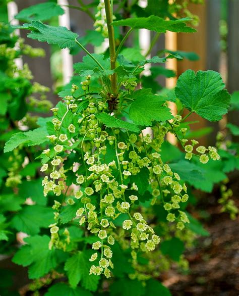 29+ Pruning Red Currant Bushes