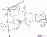 Larry The Lobster Coloring Pages sketch template