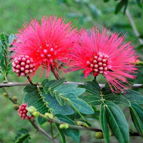 Calliandra haematocephala, Powder Puff Pink - Greenleaf Nurseries