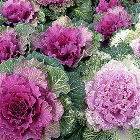 Ornamental Kale 50 seeds each pack